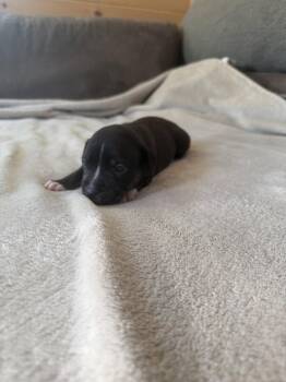 Caroline - Brynns litter -  American Staffordshire Terrier Dog for Adoption in Holly Springs, North Carolina - Caroline - Brynns Litter | PetCurious