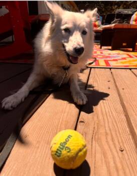 Courtesy listing - Val -  Border Collie Dog for Adoption in Bend, Oregon - Courtesy Listing - Val | PetCurious