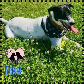 Border Collie and Pointer Dogs Available for Adoption in Gilbert, Arizona - Finn | PetCurious