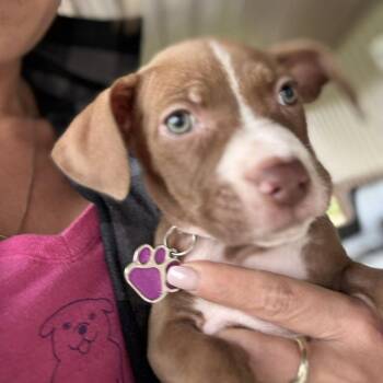 Rescue Pit Bull Terrier Dogs for Adoption in Grafton, Ohio - Violet | PetCurious