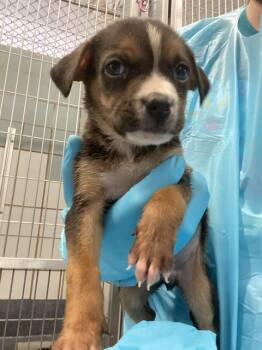A804999 -  American Staffordshire Terrier Dog for Adoption in San Antonio, Texas - A804999 | PetCurious