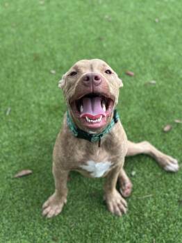 Terrier and Mixed Breed Dogs Available for Adoption - Conductor | PetCurious