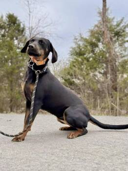 Bloodhound Dogs Available for Adoption - ANNABELLE | PetCurious