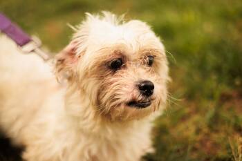 Shih Tzu and Bichon Frise Dogs Available for Adoption in Gradyville, Kentucky - Eva | PetCurious