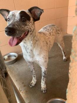 Penny -  Australian Cattle Dog Blue Heeler and Labrador Retriever Dog Available for Adoption in Gautier, Mississippi - Penny | PetCurious