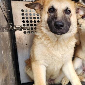 Zaza -  German Shepherd Dog and Husky Dog for Adoption in Birmingham, Alabama - Zaza | PetCurious