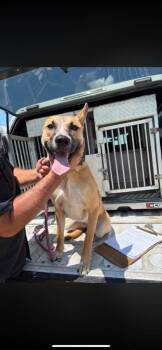Queen -  German Shepherd Dog Dog for Adoption in Russellville, Kentucky - Queen | PetCurious