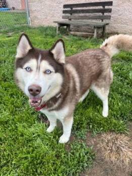 Rupert -  Siberian Husky and Mixed Breed Dog for Adoption in Quakertown, Pennsylvania - Rupert | PetCurious