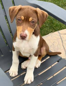 Harrison -  Australian Shepherd and Husky Dog for Adoption in North Olmsted, Ohio - Harrison | PetCurious