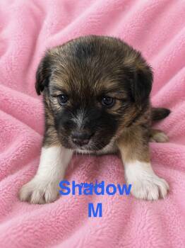 Australian Shepherd and Norwegian Elkhound Dogs Available for Adoption in Semmes, Alabama - Shadow  | PetCurious