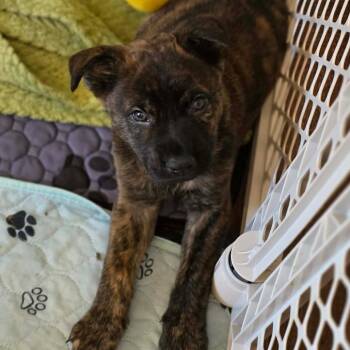 Mixed Breed Dogs Available for Adoption in Fredericksburg, Virginia - Moose Tracks | PetCurious
