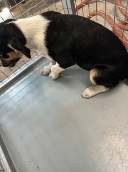 Chicharito -  Mixed Breed Dog for Adoption in Hobbs, New Mexico - Chicharito | PetCurious