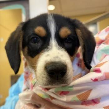 Puck -  Australian Cattle Dog Blue Heeler and Mixed Breed Dog for Adoption in Merriam, Kansas - Puck | PetCurious