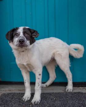 Great Pyrenees Dogs Available for Adoption in Brighton, Colorado - 314-26 | PetCurious