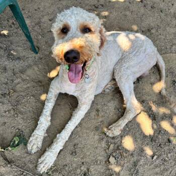 Standard Poodle and Mixed Breed Dogs Available for Adoption in Riverside, California - Bark Wahlberg | PetCurious