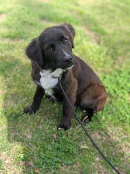 Border Collie and Mixed Breed Dogs Available for Adoption - Naomi | PetCurious