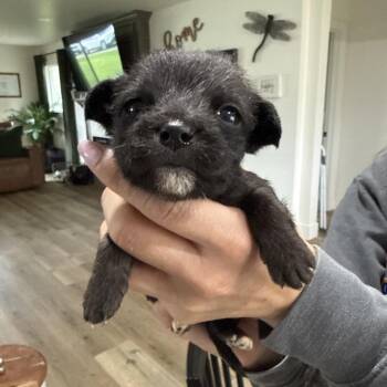 Terrier and Mixed Breed Dogs Available for Adoption in Sacramento, California - Cher | PetCurious