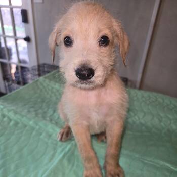 CJ (Benefactor Puppy) -  Golden Retriever and German Shepherd Dog Dog for Adoption in New Orleans, Louisiana - CJ (Benefactor Puppy) | PetCurious