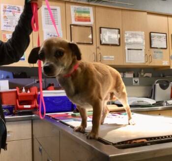 Chihuahua Dogs Available for Adoption in Riverside, California - CILANTRO | PetCurious
