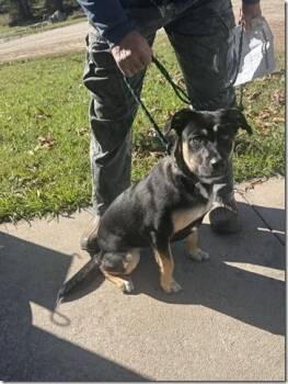 Rescue Shepherd Dogs for Adoption in Charlottesville, Virginia - Young Female Shep Mix 7 Months Old 35 Pounds Sheila | PetCurious