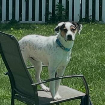 Border Collie Dogs Available for Adoption in Richboro, Pennsylvania - Charlie | PetCurious