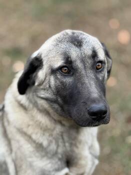 Rescue Anatolian Shepherd Dogs for Adoption in Meherrin, Virginia - Meadow | PetCurious