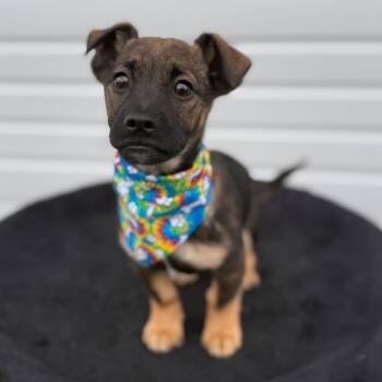 Chihuahua and Mixed Breed Dogs Available for Adoption in Newberg, Oregon - Warren | PetCurious