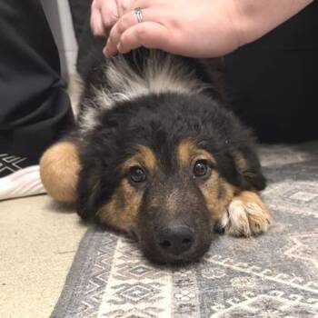 Mozart -  Great Pyrenees and English Shepherd Dog for Adoption in Marshall, Virginia - Mozart | PetCurious
