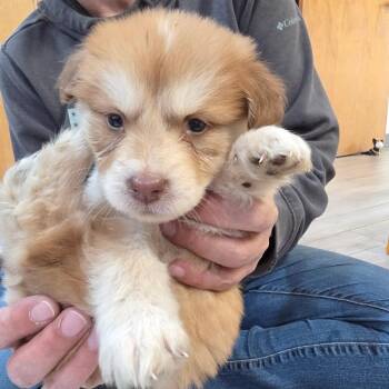 Snicker Doodle 7 -  Australian Cattle Dog Blue Heeler and Bernese Mountain Dog Dog for Adoption in Belfair, Washington - Snicker Doodle 7 | PetCurious