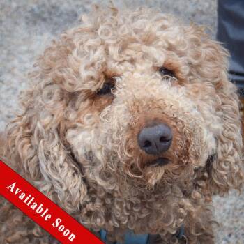 Poodle and Yellow Labrador Retriever Dogs Available for Adoption in Huntley, Illinois - Georgie | PetCurious