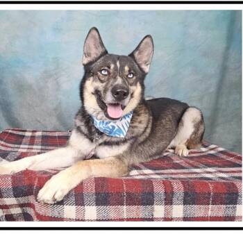 Frederico -  Siberian Husky and German Shepherd Dog Dog Available for Adoption in Apache Junction, Arizona - Frederico | PetCurious