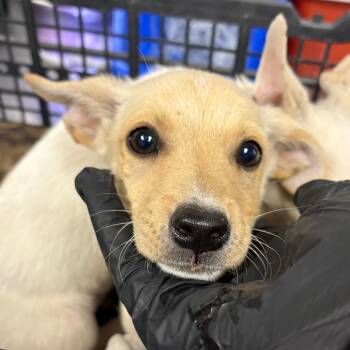 Hummer -  Chihuahua Dog for Adoption in Yuma, Arizona - Hummer | PetCurious