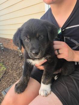 Ash -  Great Pyrenees and German Shepherd Dog Dog for Adoption in Concord, North Carolina - Ash | PetCurious