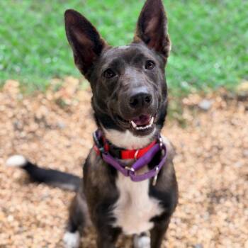 Prada -  Mixed Breed Dog for Adoption in Newark, New Jersey - Prada | PetCurious
