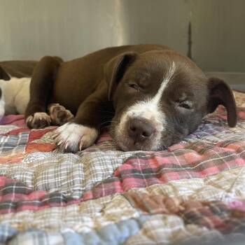 Mixed Breed Dogs Available for Adoption in Saint Charles, Missouri - Brownie | PetCurious