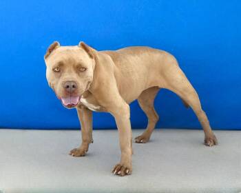 LUNA -  Pit Bull Terrier Dog for Adoption in Pasadena, California - LUNA | PetCurious