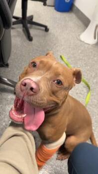 Boxer and Mixed Breed Dogs Available for Adoption in Omaha, Nebraska - SIOUXSIE | PetCurious