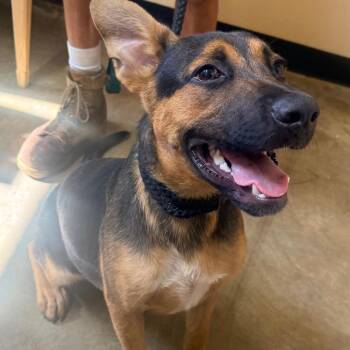 Obid -  Mixed Breed Dog for Adoption in Corinth, Mississippi - Obid | PetCurious