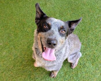 Norman -  Australian Cattle Dog Blue Heeler Dog for Adoption in Mont Belvieu, Texas - Norman | PetCurious