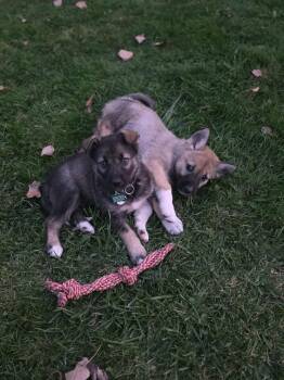 Rescue Husky and German Shepherd Dog Dogs for Adoption in Cambridge, Ontario - Newt | PetCurious