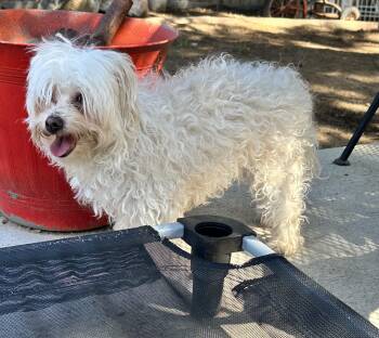 Loki -  Maltese and Mixed Breed Dog for Adoption in Severance, Colorado - Loki | PetCurious