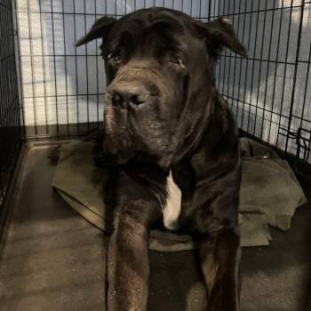Gretel -  Cane Corso Dog for Adoption in Port Charlotte, Florida - Gretel | PetCurious