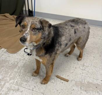 Australian Shepherd Dogs Available for Adoption in Salt Lake City, Utah - *Tarmac* | PetCurious