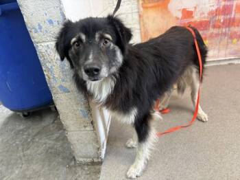 NAVI -  Australian Shepherd and Mixed Breed Dog for Adoption in San Bernardino, California - NAVI | PetCurious