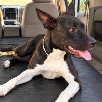 Strawberry -  Dutch Shepherd and Pit Bull Terrier Dog for Adoption in Phoenix, Arizona - Strawberry | PetCurious