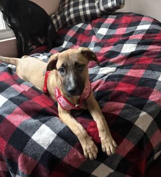 Hart -  Golden Retriever Dog for Adoption in Bull Valley, Illinois - Hart | PetCurious