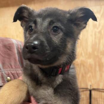German Shepherd Dog Dogs Available for Adoption - Serrano | PetCurious