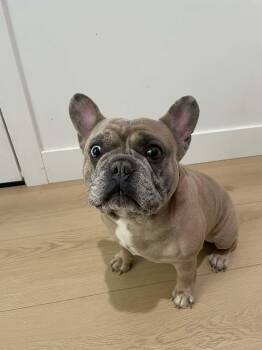 French Bulldog Dogs Available for Adoption in San Tan Valley, Arizona - Frankie | PetCurious