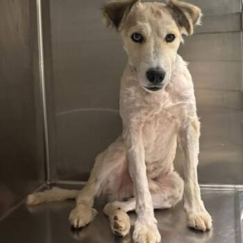 Joey J. -  Siberian Husky Dog for Adoption in Des Moines, Iowa - Joey J. | PetCurious