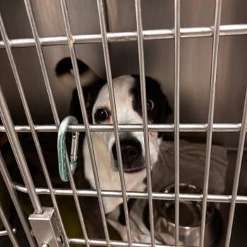 Oreo -  Rat Terrier and Mixed Breed Dog for Adoption in Matteson, Illinois - Oreo | PetCurious